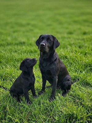 Wir suchen ein liebevolles Zuhause für unsere letzte Labrador-Hündin!   