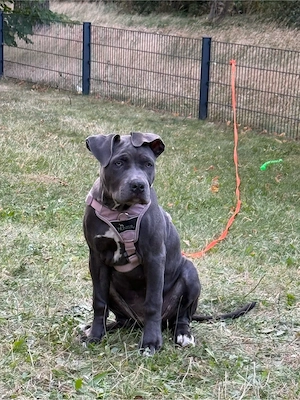 American Bully Xl