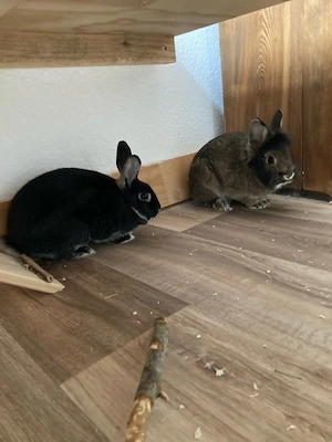 Zwei Kaninchen mit Käfig abzugeben