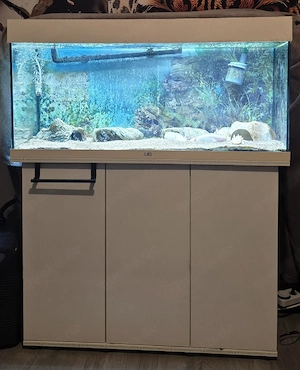 1m-Becken mit 4 Axolotl + Technik abzugeben