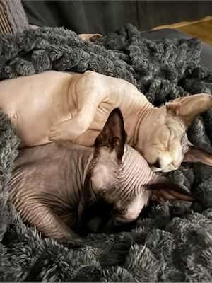 Zwei liebevolle Canadian Sphynx