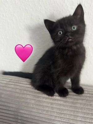 Zuckersüße BKH Kitten