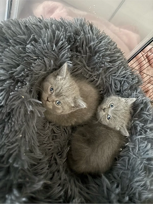 bkh kitten 