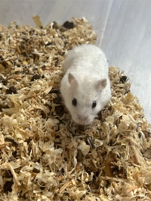Männlicher Zwerg Hamster 