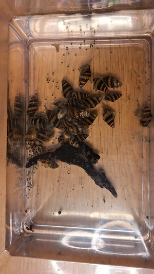 Raubschnecken abzugeben
