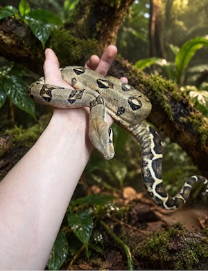 Boa imperator Ecuador   0.1 CB 2024