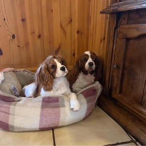 cavalier king cherles spaniel