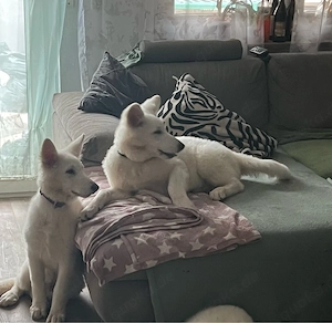 Schweizer Schäferhund