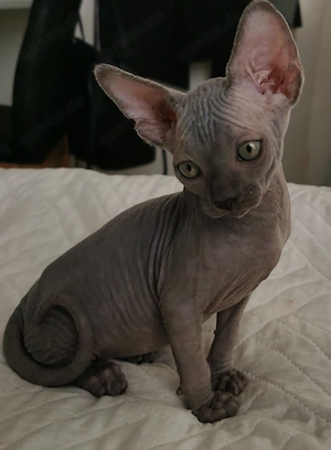 Sphynx Kitten