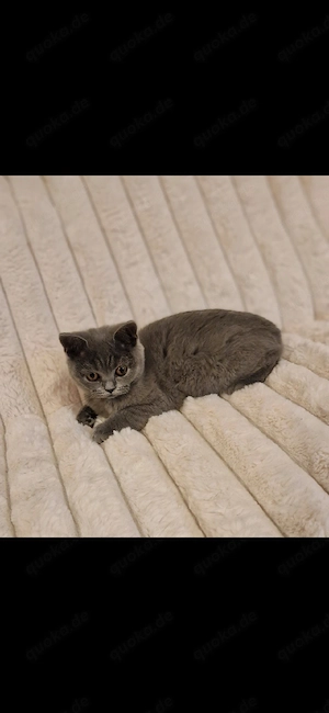 Reinrassige BKH Kitten 