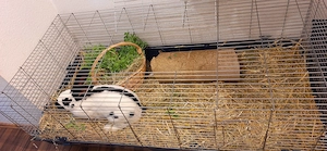 Deutscher Riese (Pablo) mit Käfig und Zubehör 