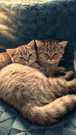 BKH Kitten suchen Zuhause (Luebeck)
