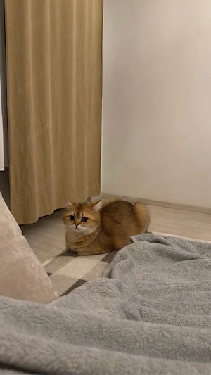 süße junge katze