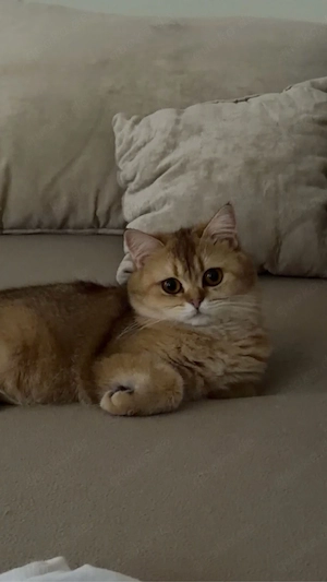 süße junge katze Bild 2