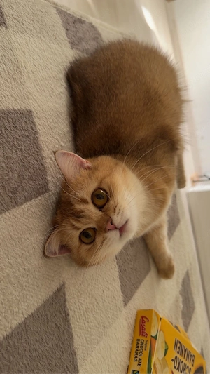 süße junge katze Bild 3