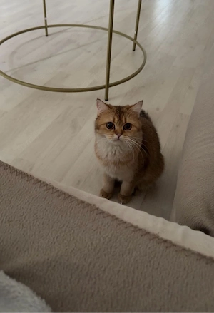 süße junge katze Bild 4