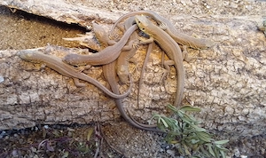 Lacerta Bilineata (Smaragdeidechsen)