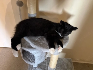 kater abzugeben 