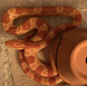 Kornnatter, amelanistisch, ca. 70 cm