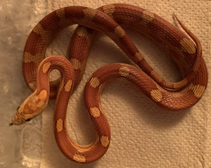 Kornnatter, bloodred, ca 60 cm