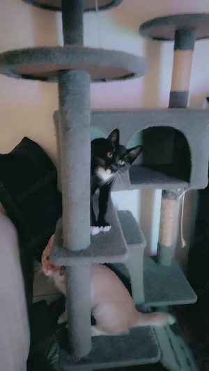Süße Katzenbrüder 