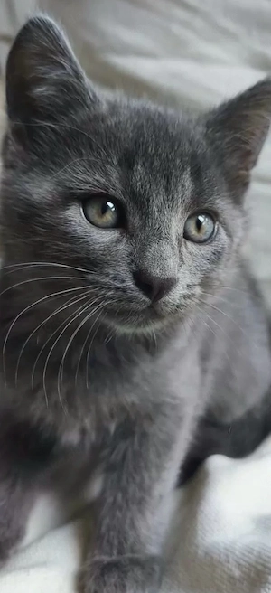 Europäische Kurzhaar Kitten 