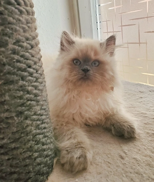 Ragdoll Kater Katze 