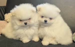 Zuckersüße Zwergspitz Pomerania Welpen 