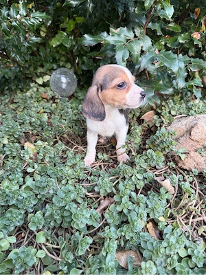 Beagle Welpen