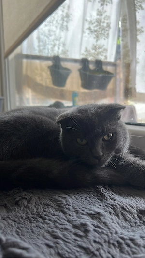    Wunderschöner Kater sucht ein liebevolles Zuhause!