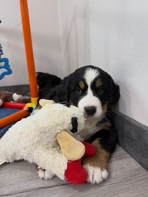 Wunderschöne Berner Sennenhundwelpen (Rüden und Hündinnen)