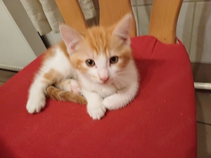 Kater jung, Katzenbaby
