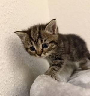 Britisch Kurzhaar Kitten 