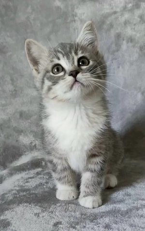 Britisch Kurzhaar Mix Kitten 