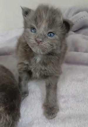Maine Coon Kitten