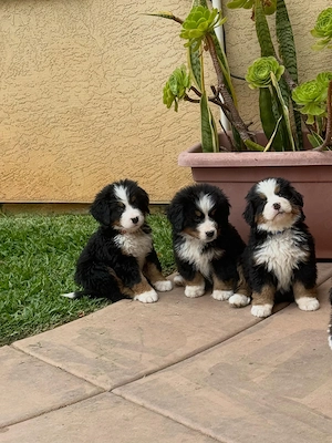 Wunderschöne Berner Sennenhundwelpen (Rüden und Hündinnen)