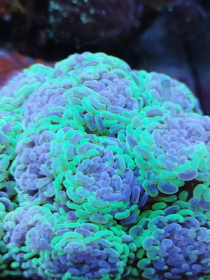 Meerwasser- Korallenableger SPS, LPS, Euphyllia, 