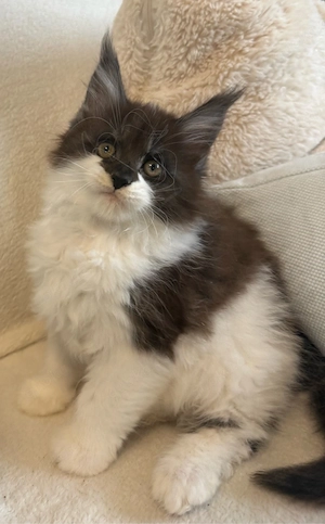 Wunderschöne XXL Maine Coon Kitten Katze Black White silver 11 Wochen 