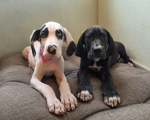 Deutsche Doggen Welpen 