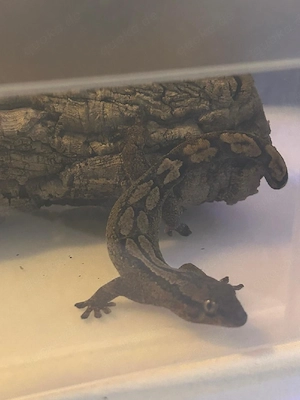 Bavayia robusta (Neukaledonischer Gecko)   NZ 2023 (1.0)