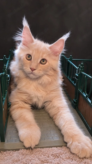 Typvolle Maine-Coon-Kitten in Extrajacke!