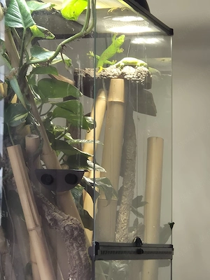 Verkaufe meine Madagaskar Taggeckos