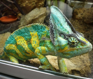 Verschiedene Geckos und Echsen zur Abholung.