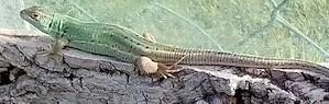 Verkaufe Lacerta Bilineata (Smaragdeidechsen)