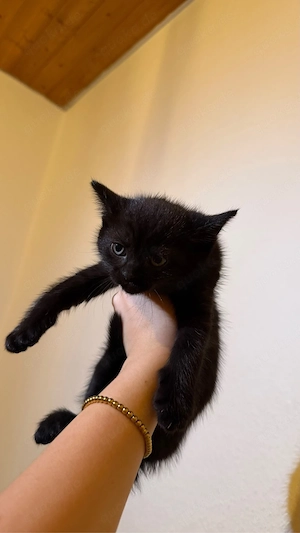 4 kleine Babykatzen suchen ein liebvolles Zuhause