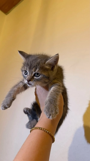4 kleine Babykatzen suchen ein liebvolles Zuhause