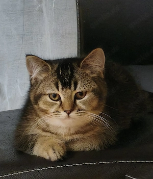 BKH Kitten black goldepn tabby