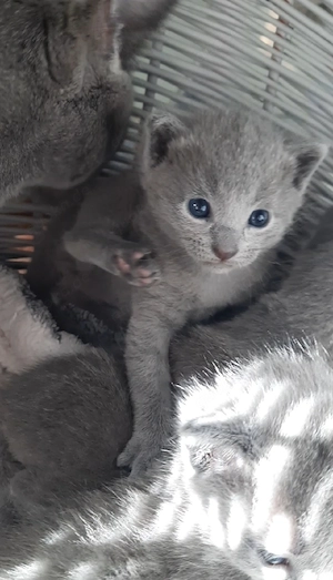 russisch blau kitten 