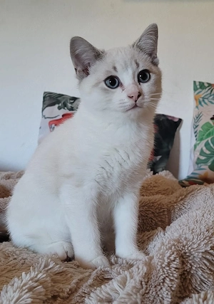 Heilige Birma Kitten 