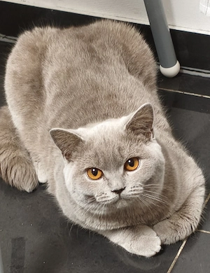 BKH Kitten, Eltern haben Stammbaum 